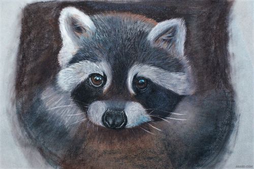 Raccoon